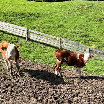 Two curious calves on the farmhouse's lush green pasture.