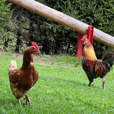 A proud rooster and chickens roaming the lush green lawn of the farmhouse.