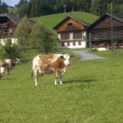 Cows grazing in a green pasture with the traditional farmhouse buildings visible behind them.