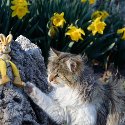 A cat interacts with a bunny figurine in the garden of the Farm House, surrounded by yellow daffodils.