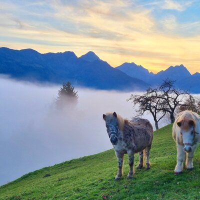 Two ponies stand on a grassy hill overlooking a valley filled with fog and distant mountains, representing the animals and views available at the Farm House.