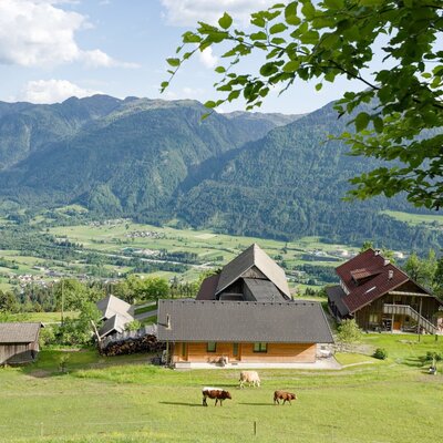 View of the farmhouse with the new holiday home, grazing cows, and the surrounding mountain landscape.