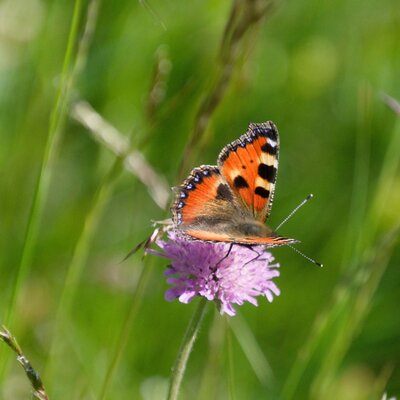 A butterfly with orange and black wings on a purple flower in the farmhouse meadow.