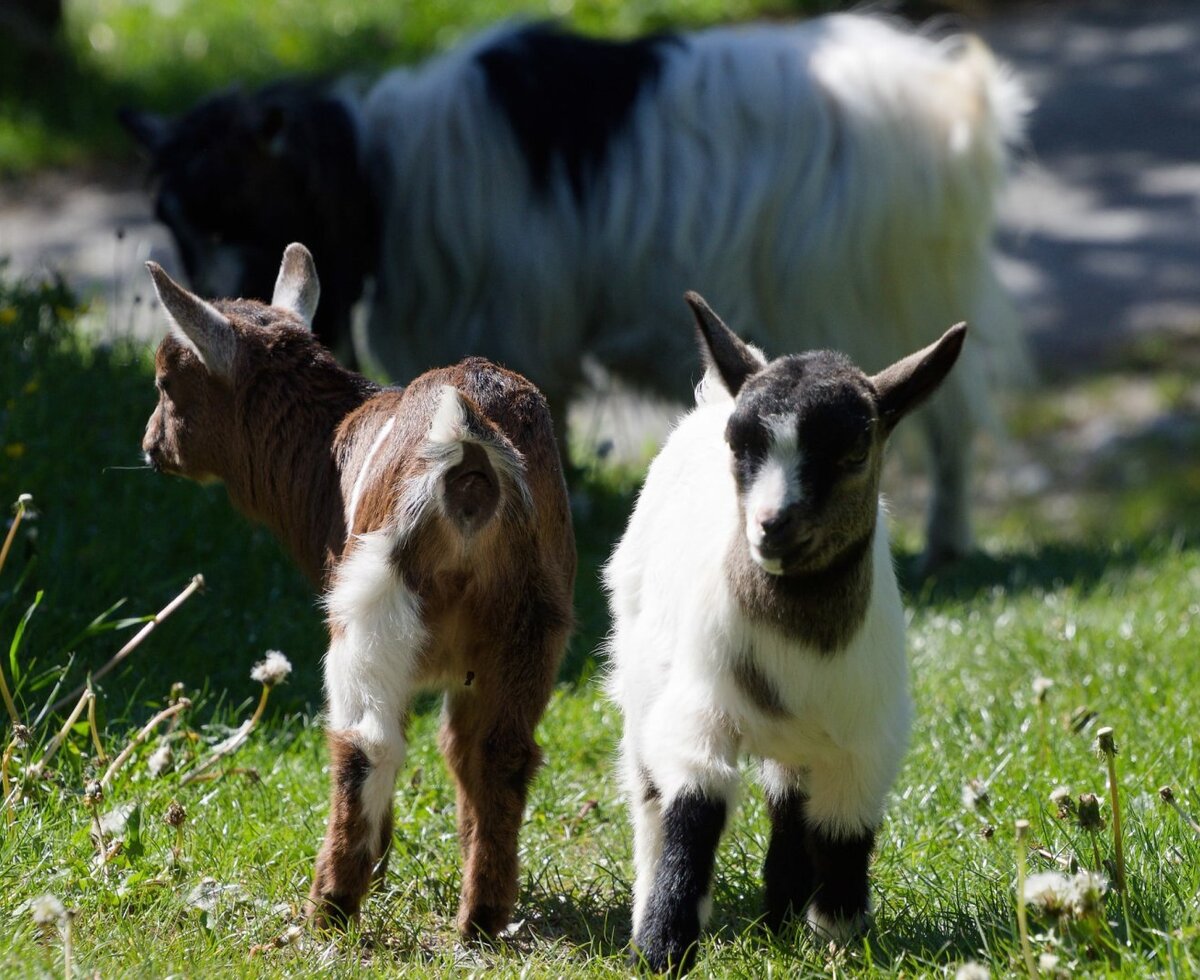 Two goat kids in the farmhouse pasture.