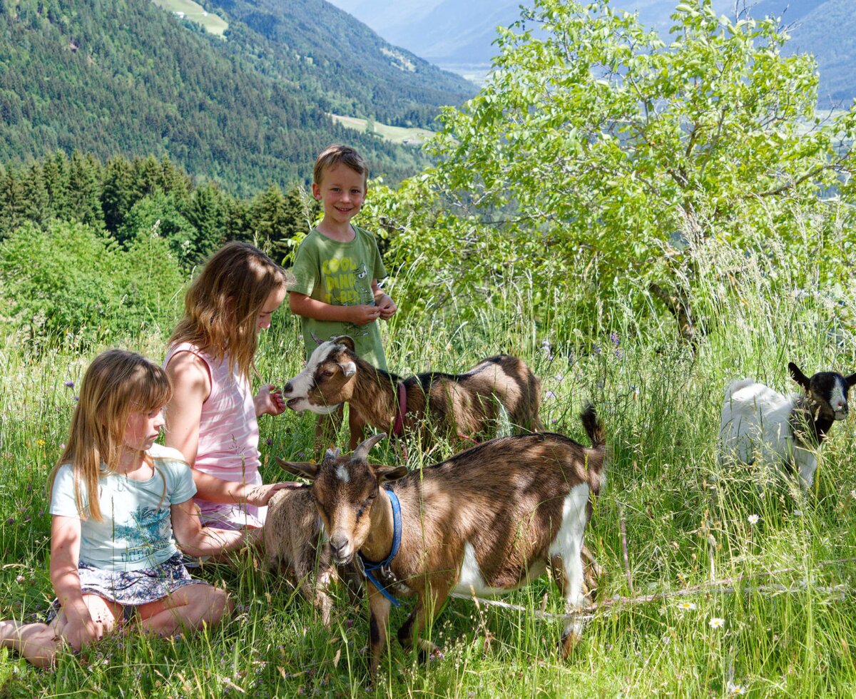 Children feeding goats at the farmhouse, surrounded by green meadows and mountains.