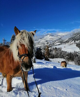 Winter outing with horse