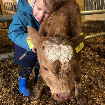 A young child hugging a calf in the farmhouse barn.