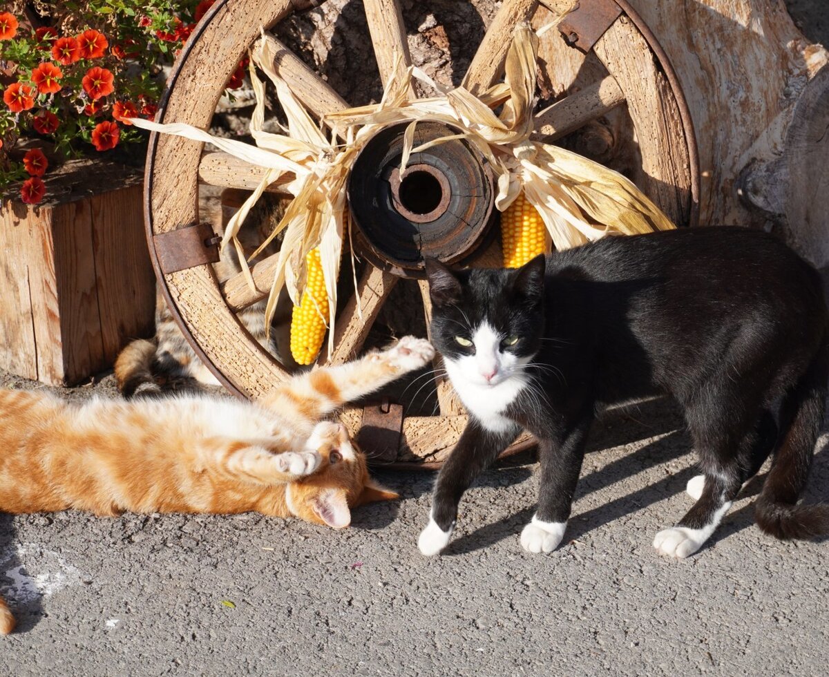 Cats living on the Farm House property, pictured by a decorative wagon wheel and flowers.