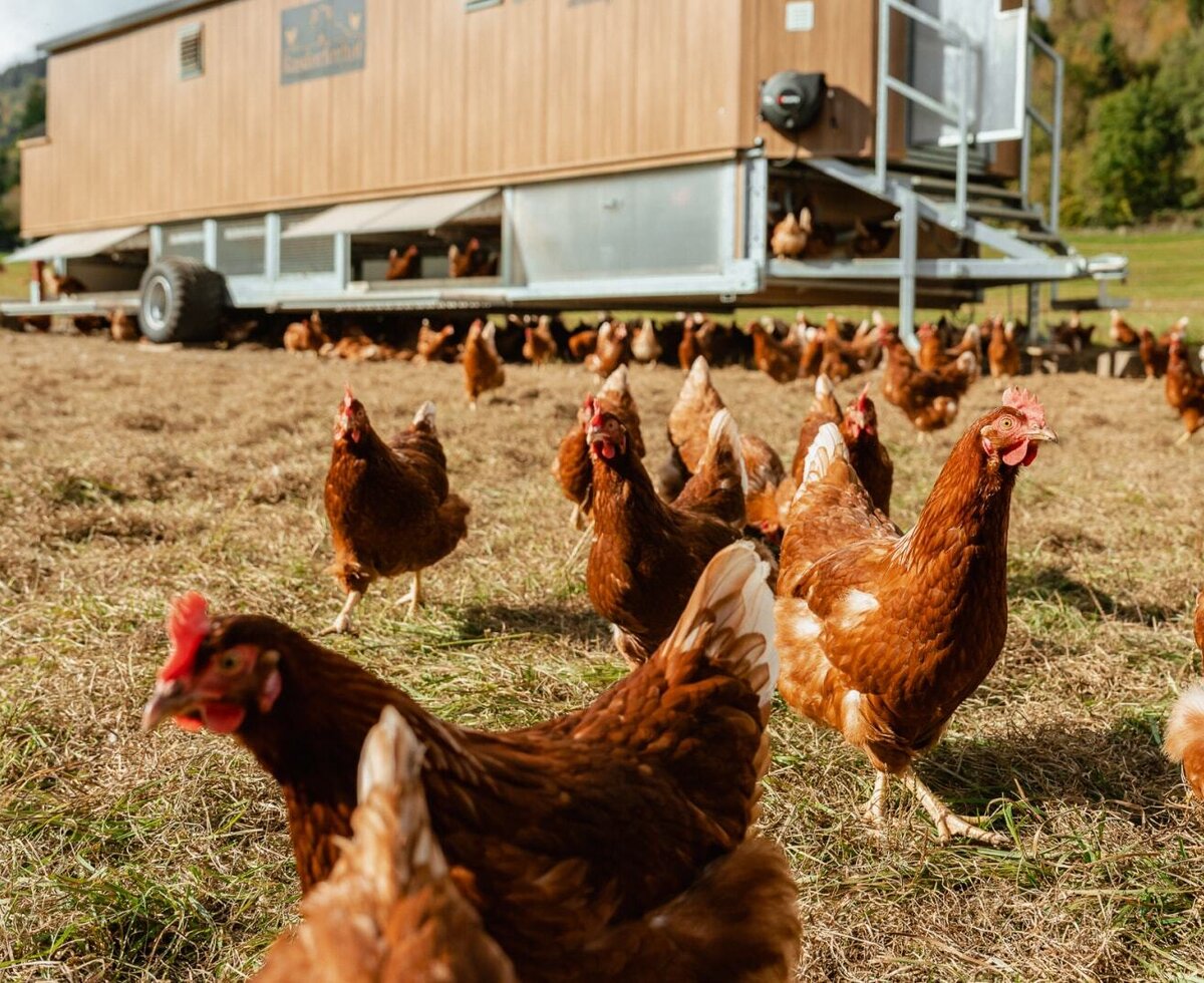 Free-range chickens in the farmhouse field with a mobile chicken coop.