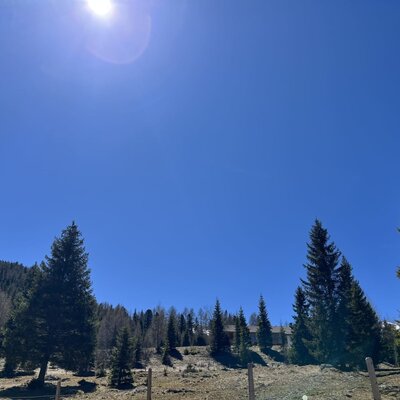 The Alm's scenic surroundings with tall pine trees under a clear, sunlit sky.