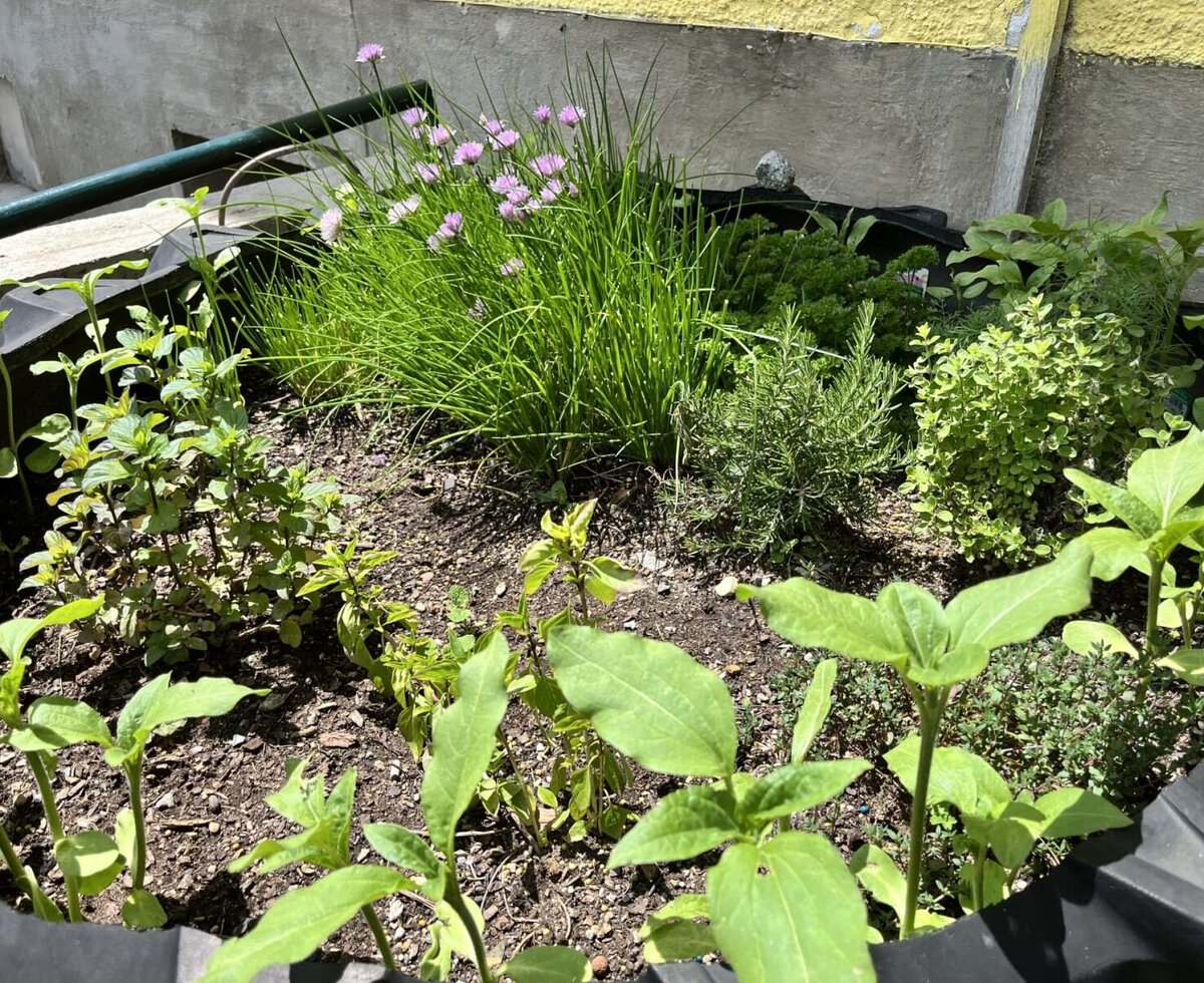 A raised bed, planted with a variety of lush, fragrant fresh herbs.