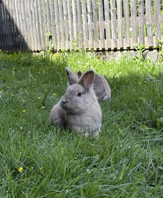Two rabbits in the green grass of the farm, with a wooden fence in the background.