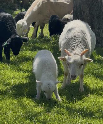 Sheep and a lamb grazing in the meadow at the farm
