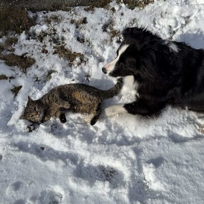 Pet-friendly Ferienhaus, with a dog and cat in the snow.
