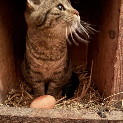 A cat in a nesting box with hay and an egg.