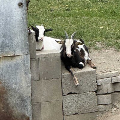 Two friendly goats relaxing on the spacious outdoor grounds of the Ferienhaus.