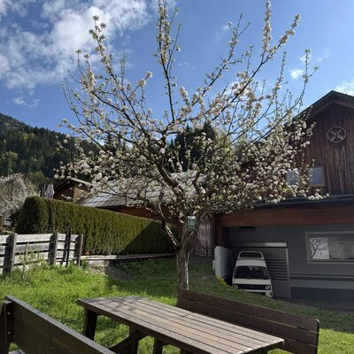 Picnic table and benches in the Ferienhaus garden under a blossoming tree.