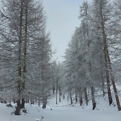 Snow-covered forest path with snow-covered trees and a small statue in the winter environment of the Alm.