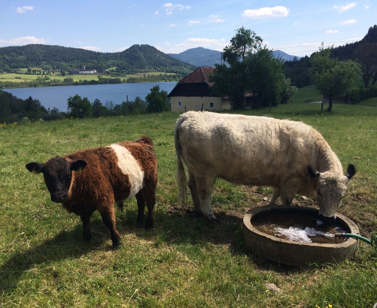 Our Galloways, Pasture with a view