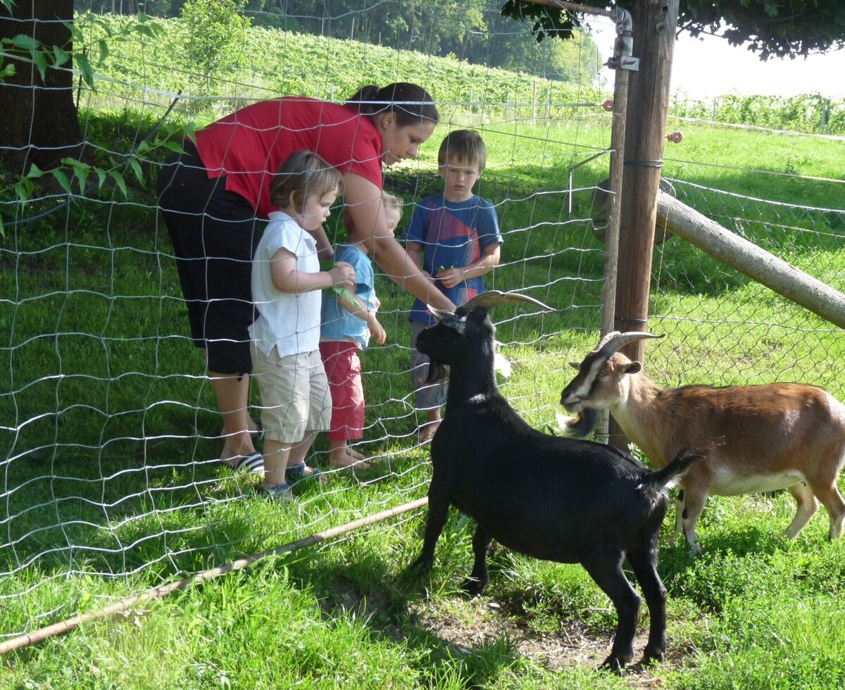 Goat feeding