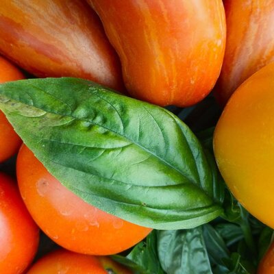 Fresh, colorful tomatoes and crisp basil invite you to enjoy home-cooked meals in the cozy apartment.