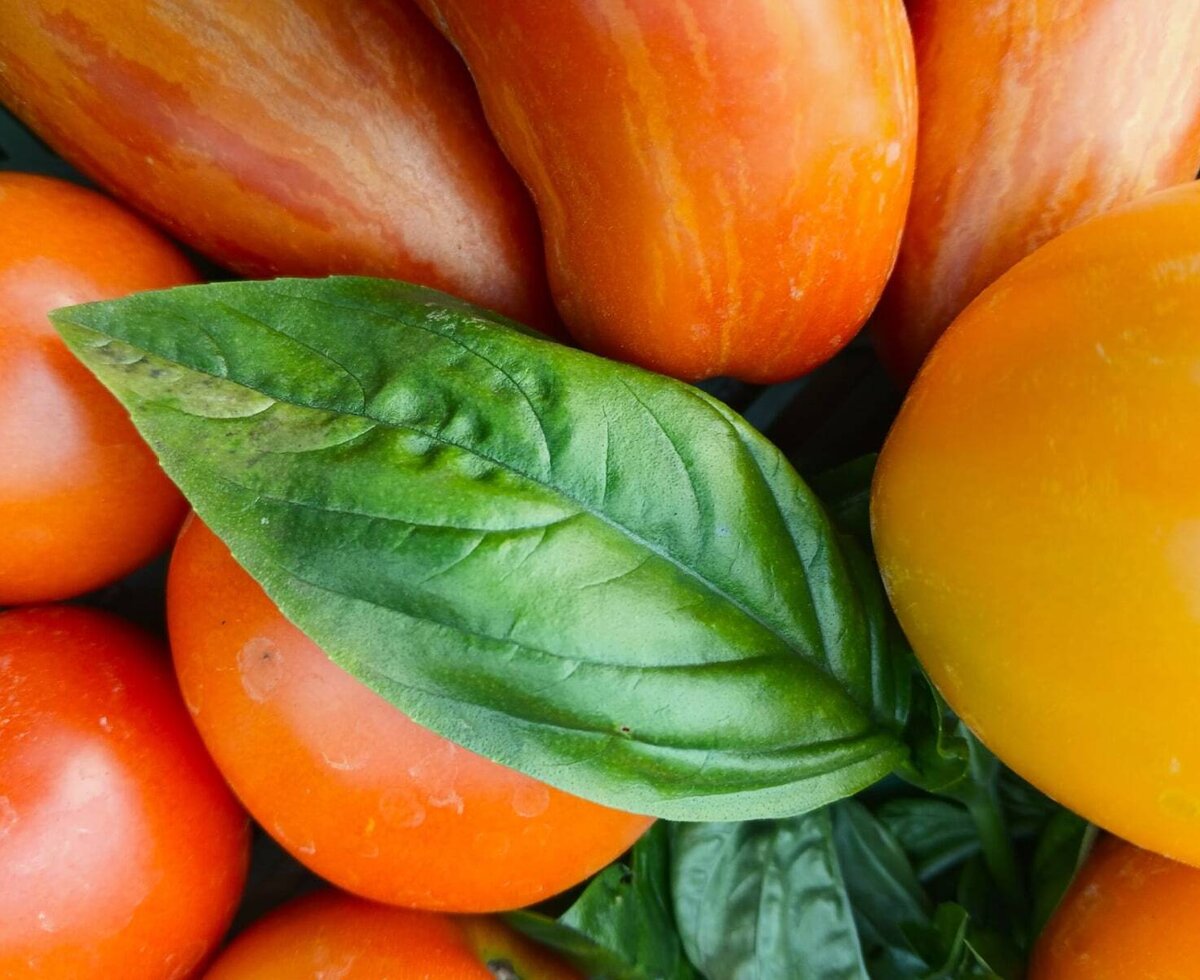 Fresh, colorful tomatoes and crisp basil invite you to enjoy home-cooked meals in the cozy apartment.