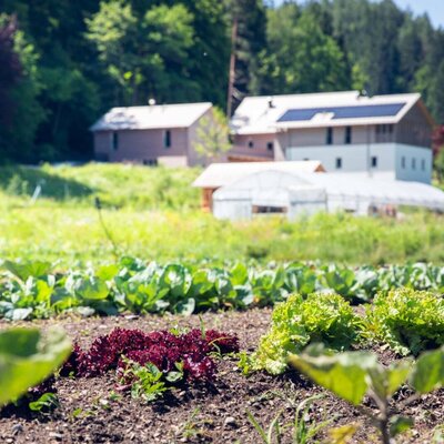 The apartment's lush vegetable garden with fresh lettuce, set against the backdrop of the green property.