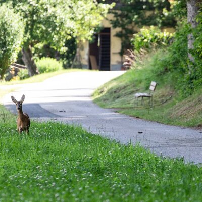 A curious deer in the lush green grass right by a quiet path near the apartment.
