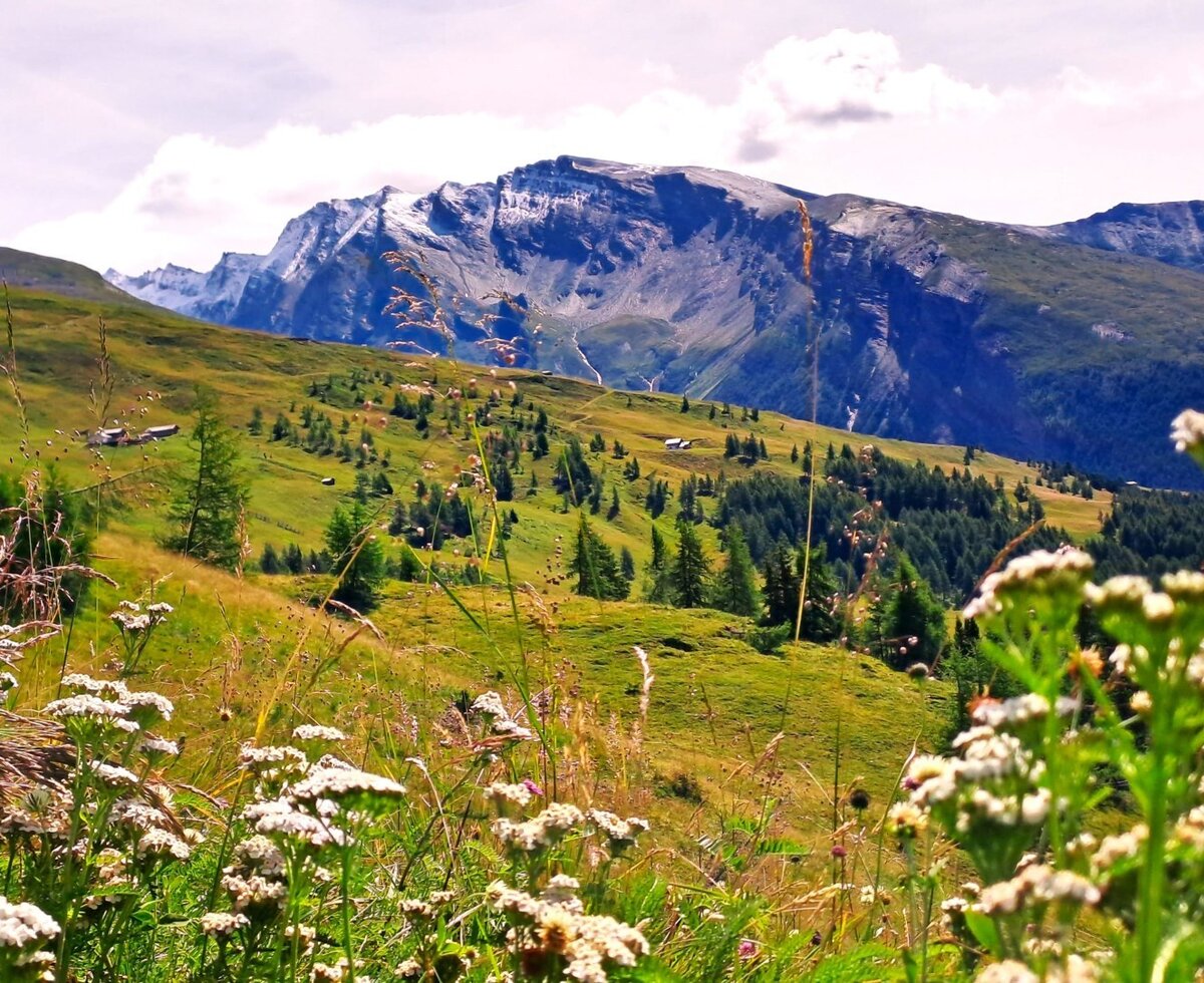 Alpine panorama
