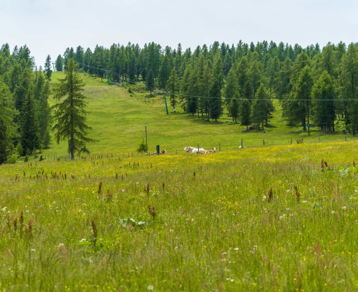 The alpine landscape surrounding the Alpine Hut, featuring a meadow with wildflowers, grazing cows, a dense forest, and a ski lift.