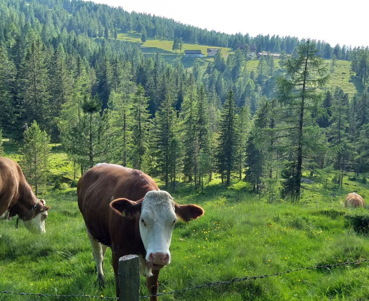 Cows graze in a fenced green meadow with a dense pine forest and distant buildings on the alpine hillside.