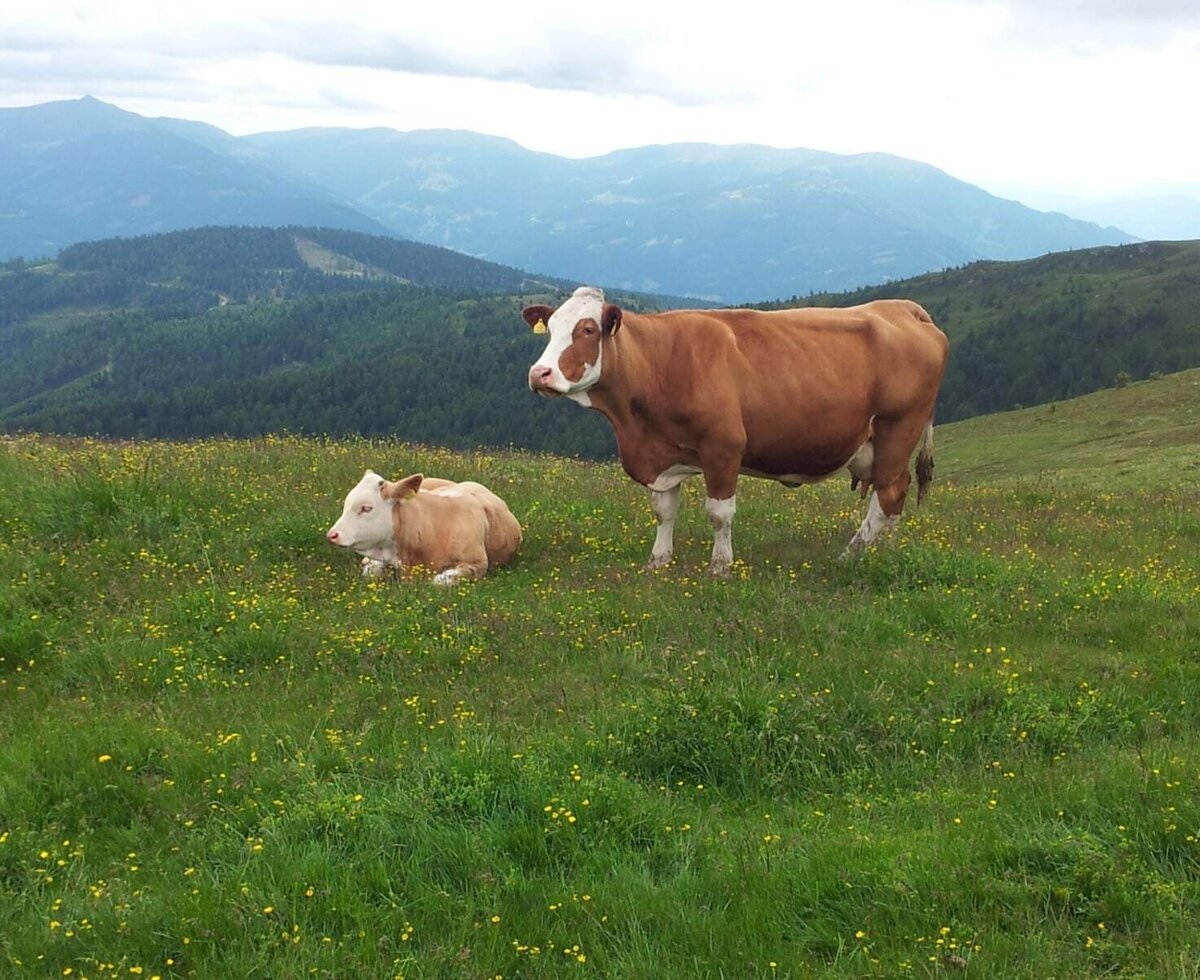 A cow and calf in the alpine pastures surrounding the Alpine Hut, with mountain views.