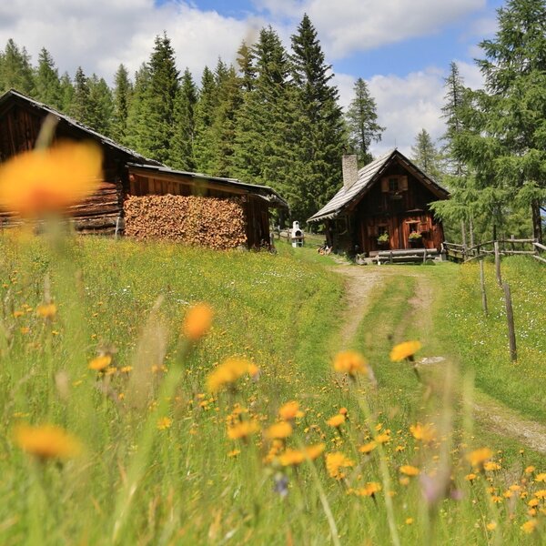 The Cabin and an adjacent wooden building with stacked firewood are situated on a grassy slope surrounded by pine trees.