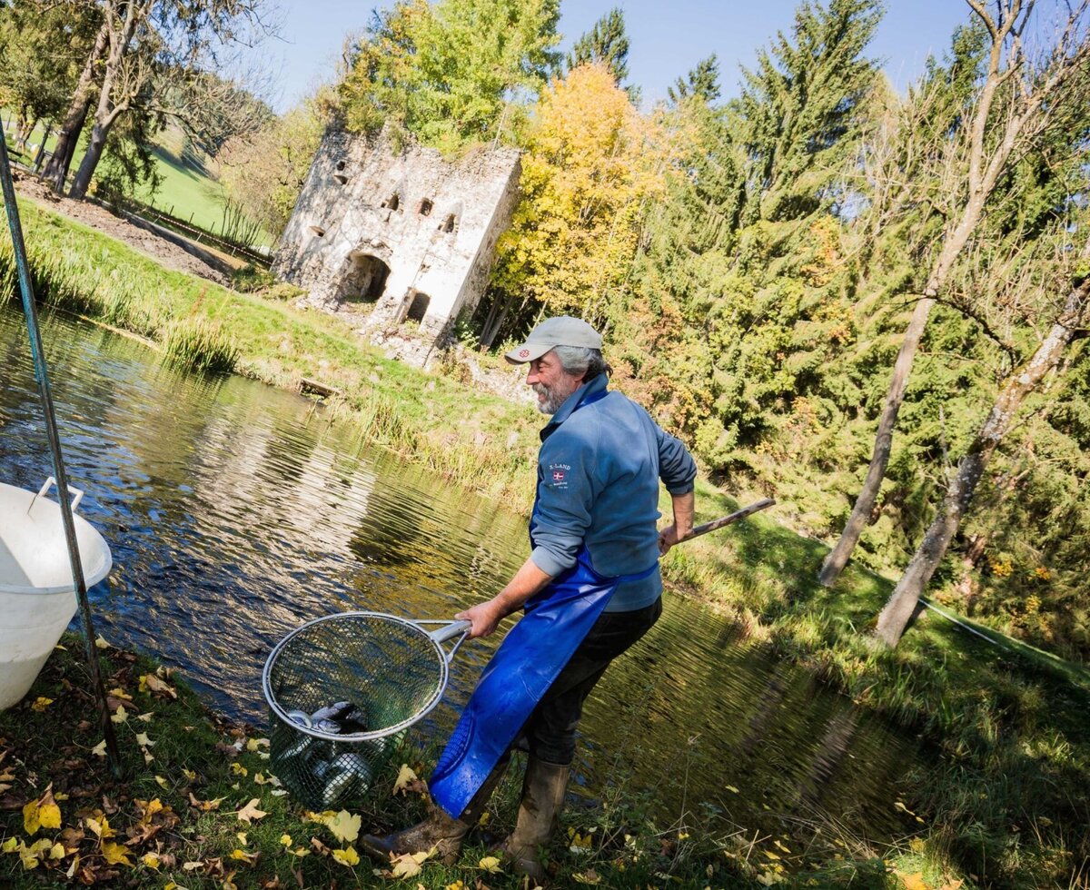 Fish harvesting