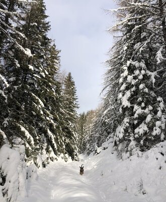 Forest farmer Winter Forest bathing