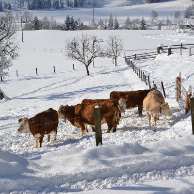 Cows enjoy the winter sun