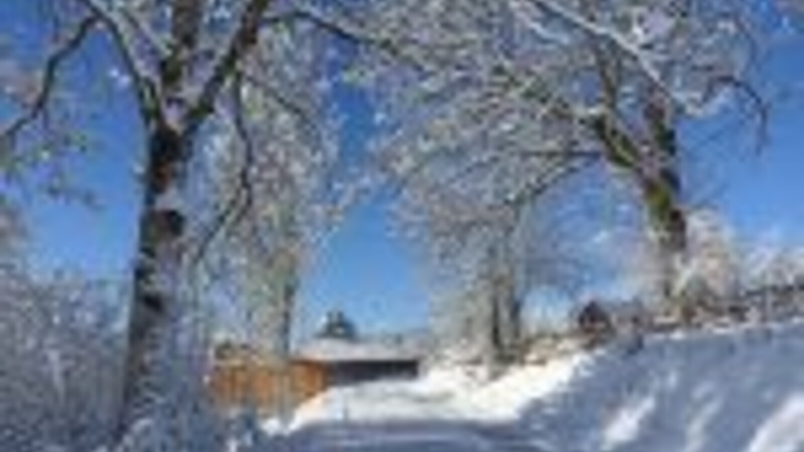 A snowy path lined with trees, leading to a farmhouse.