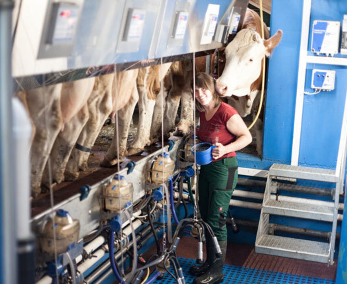 A woman milking cows in the modern milking parlor of the Alm.