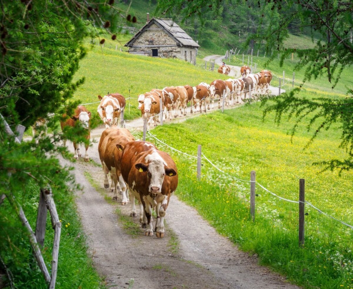 Cows on an Alm path, surrounded by green meadows and a rustic building, showcasing the rural environment of the Alm.