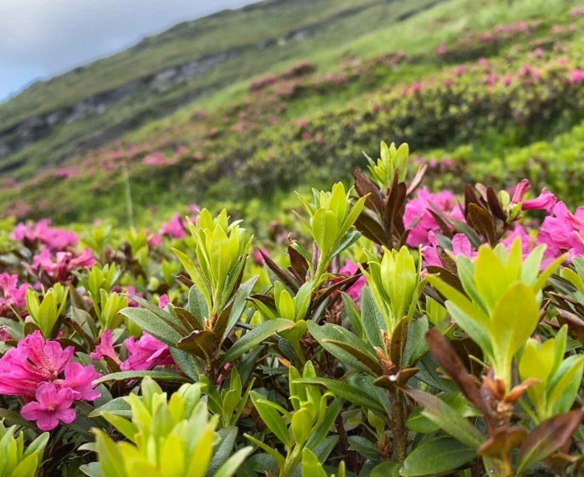 Blooming alpine roses in the mountain landscape of the Wolfsbachtal surrounding the holiday apartment.