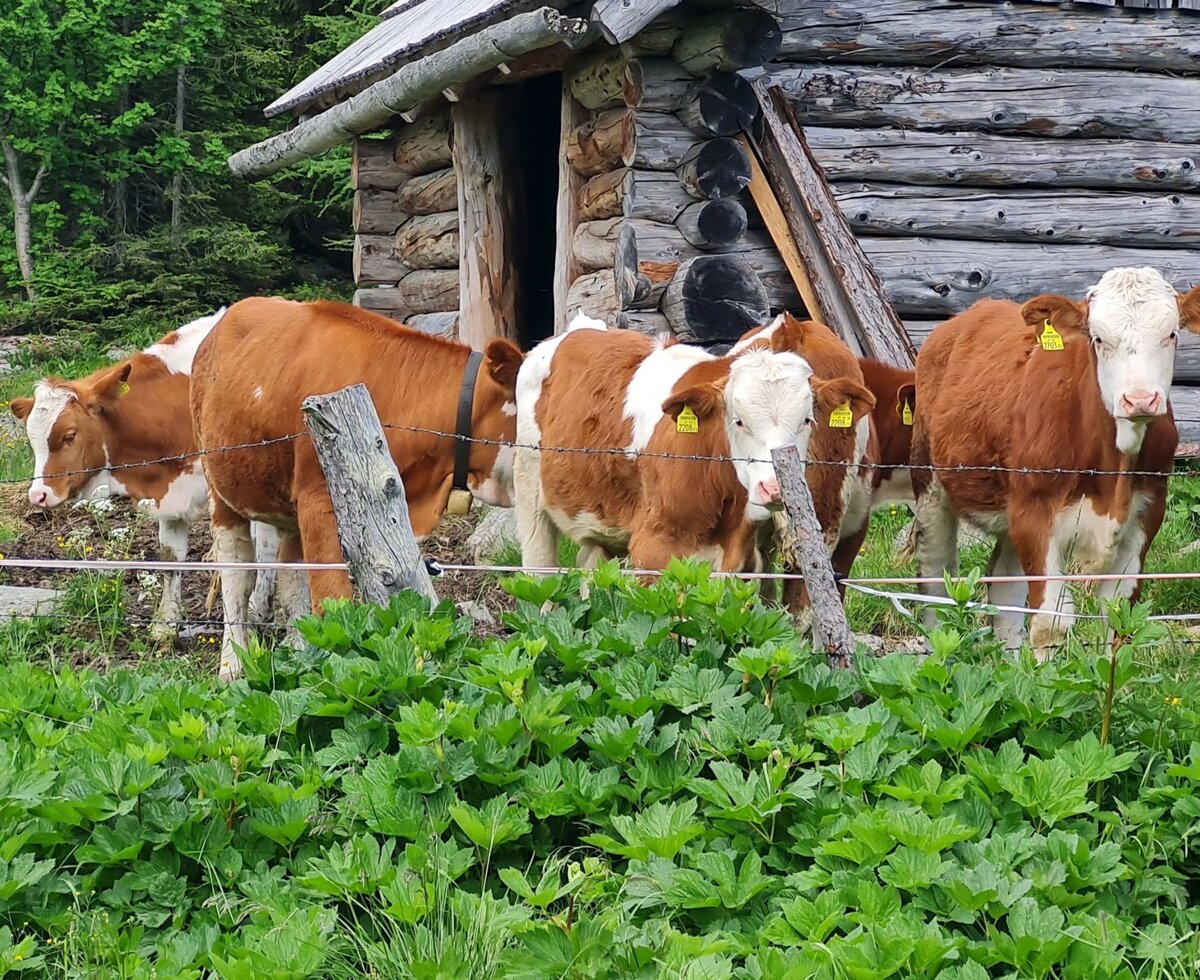 Brown and white cows in a grassy, fenced area next to the rustic wooden Alpine Hut.