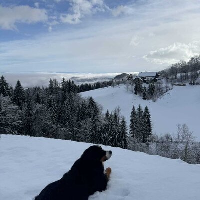 A dog lies in the snow with a view of the snowy winter landscape and the Bauernhof.