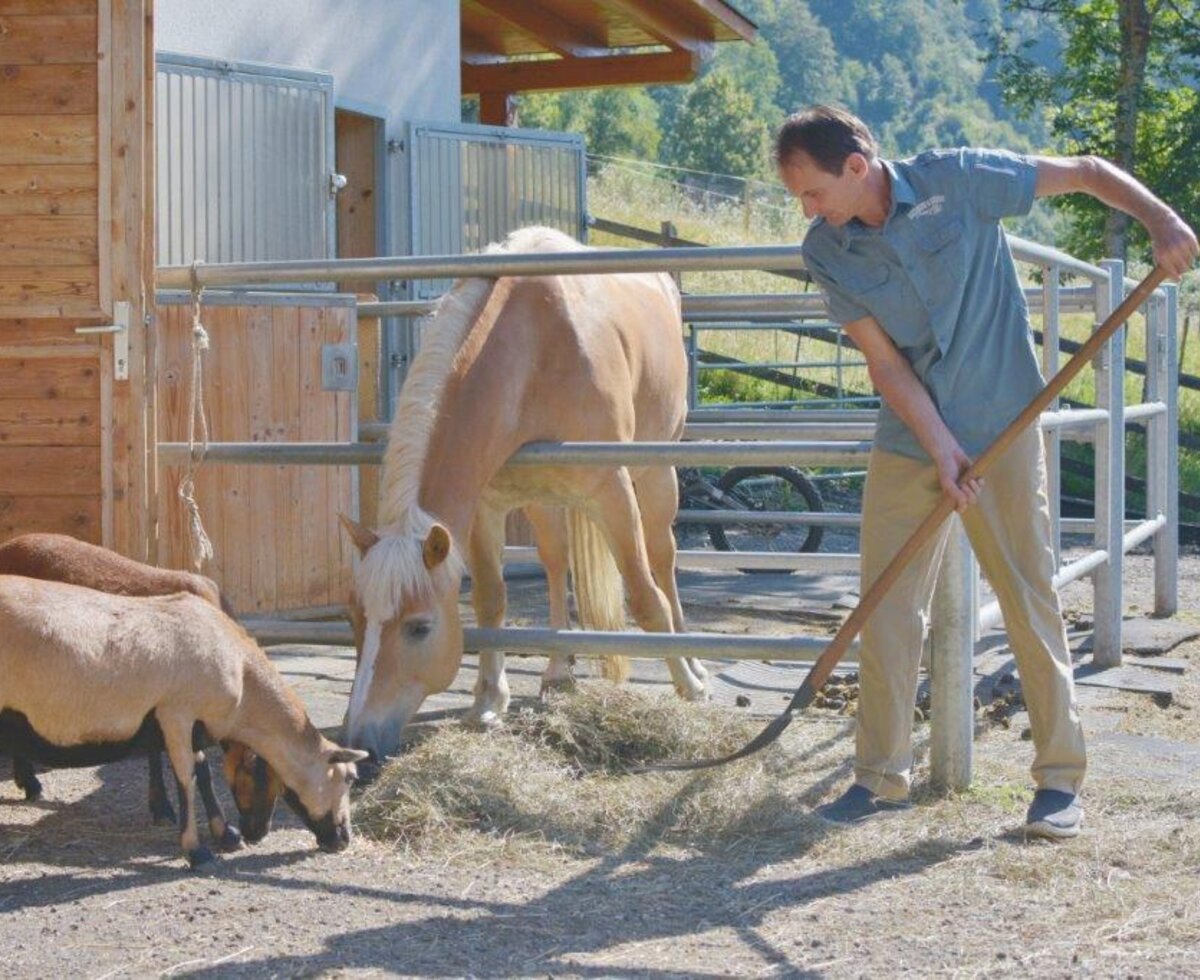 A staff member rakes hay for a horse and sheep at the Farm House.