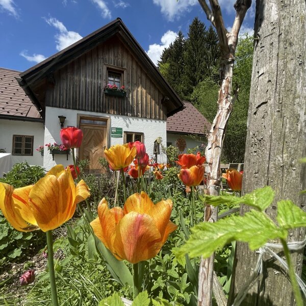 The exterior of the Farm House, featuring colorful tulips in the foreground.