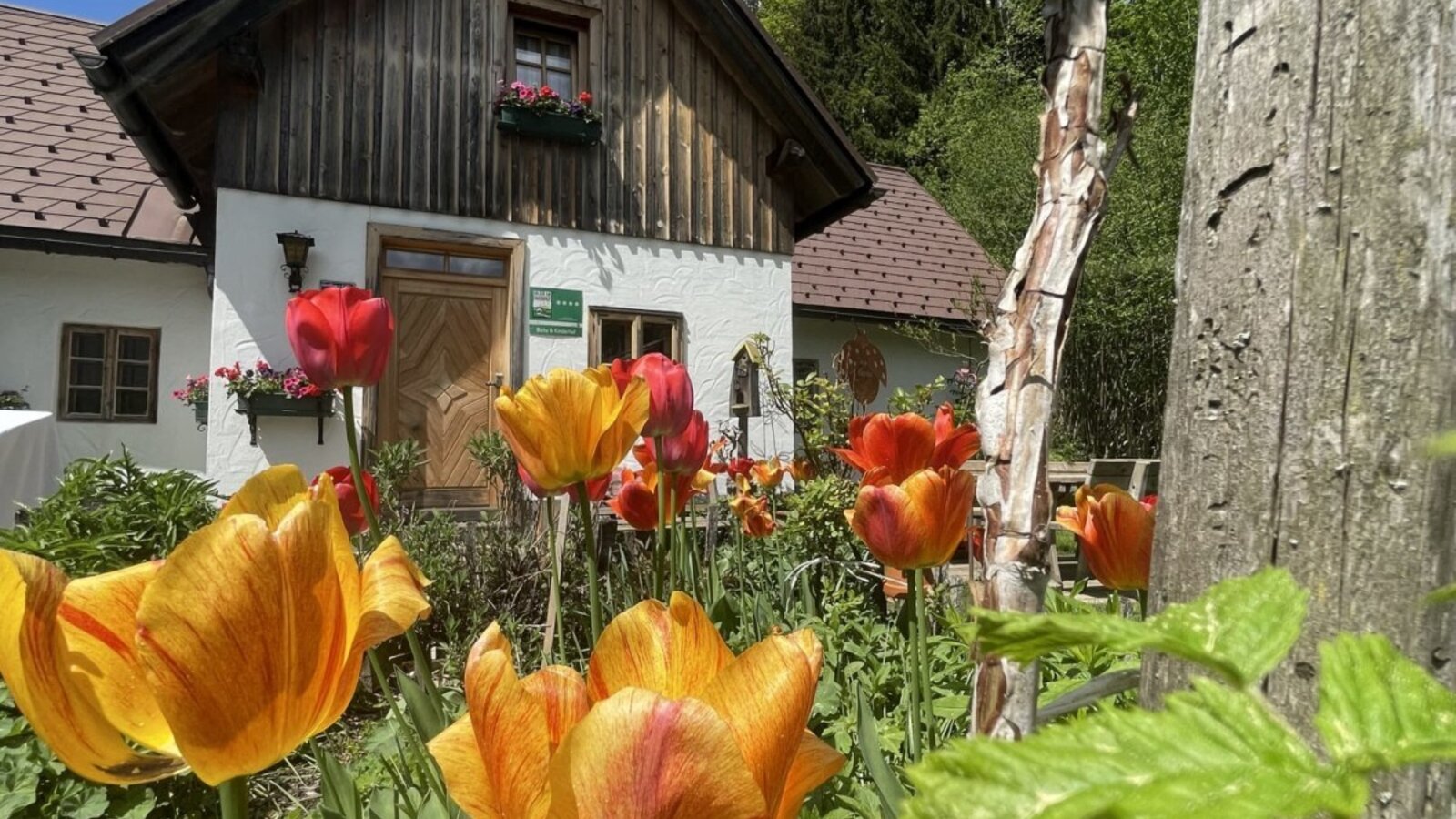The exterior of the Farm House, featuring colorful tulips in the foreground.