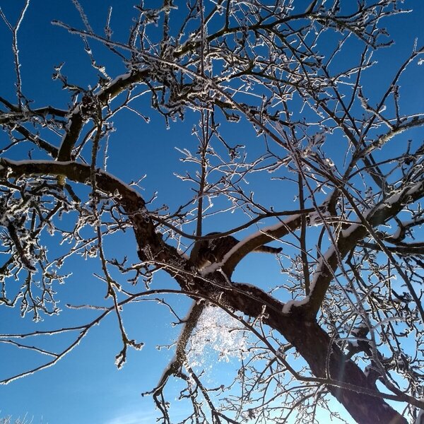 Winter scenery at the farm house, featuring frost-covered tree branches against a clear blue sky. Winter scenery at the farm house, featuring frost-covered tree branches against a clear blue sky.