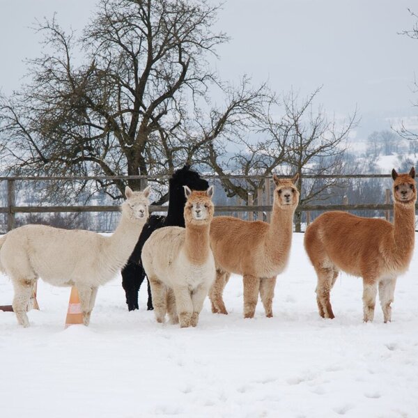 Alpacas in winter © Esperanza Alpacas in winter © Esperanza