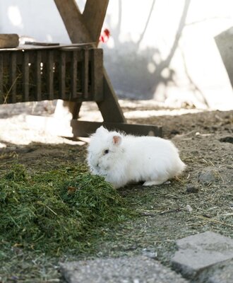 A white rabbit eating grass on the farm house grounds.