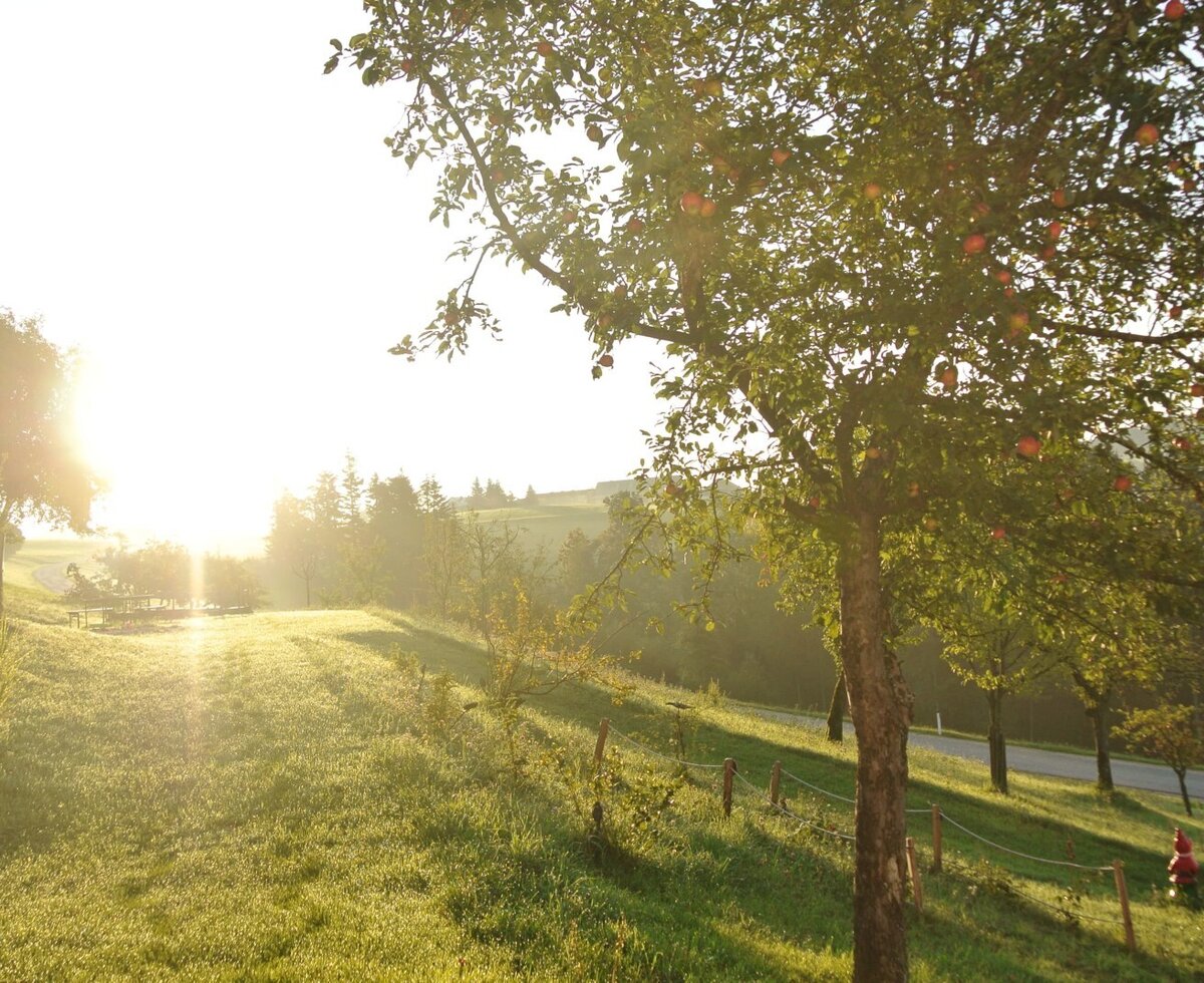 The sunlit outdoor grounds of the farm house, featuring apple trees, a grassy slope, and a view of the surrounding hills.