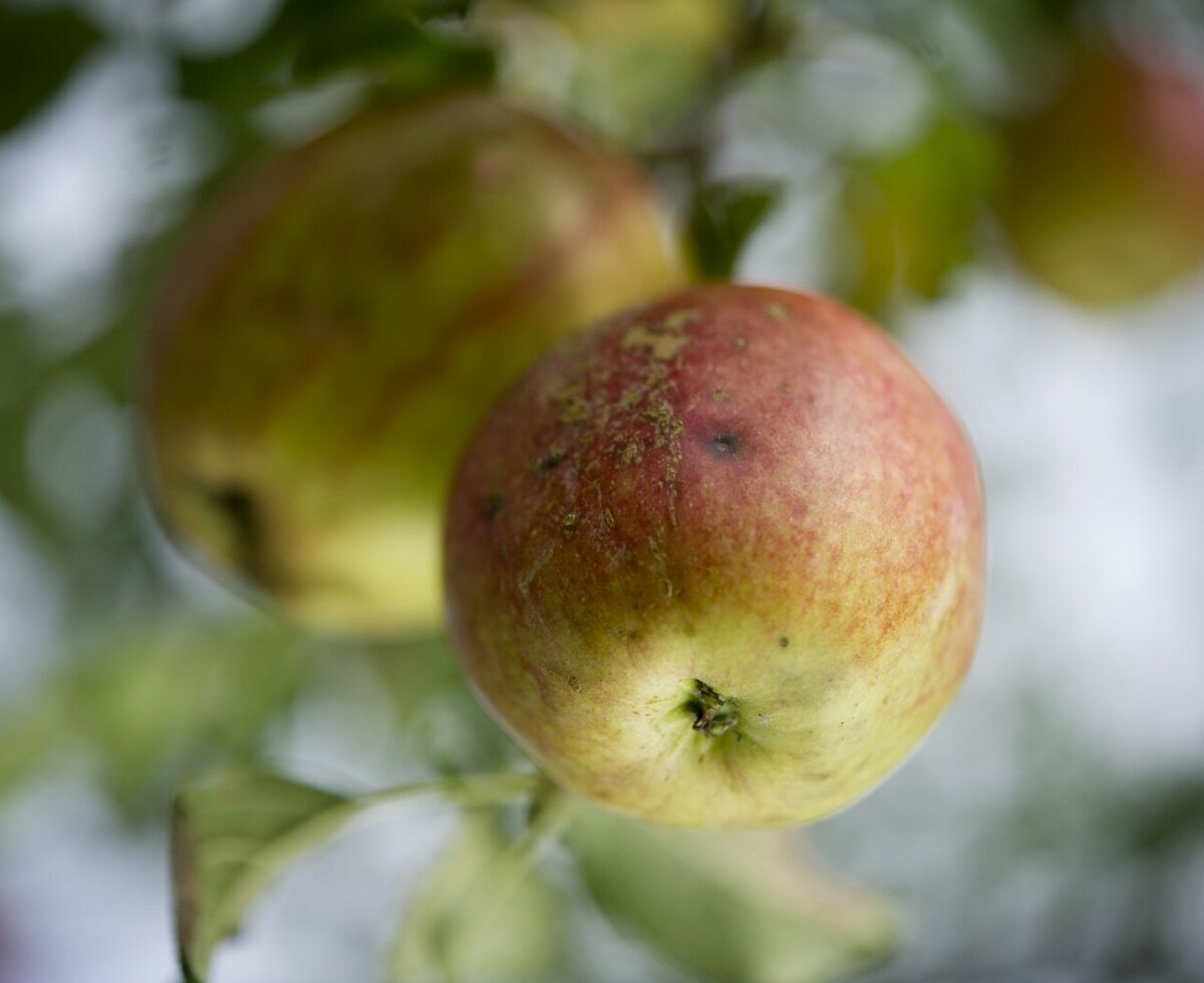 Ripening apples on a tree, showcasing fresh produce from the farm house.